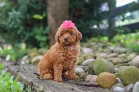Posie, a female Poodle - Miniature  for sale in Baltic, OH – 5 of 6