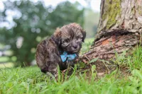 Winston, a male Havanese for sale in Baltic, OH – 7 of 10