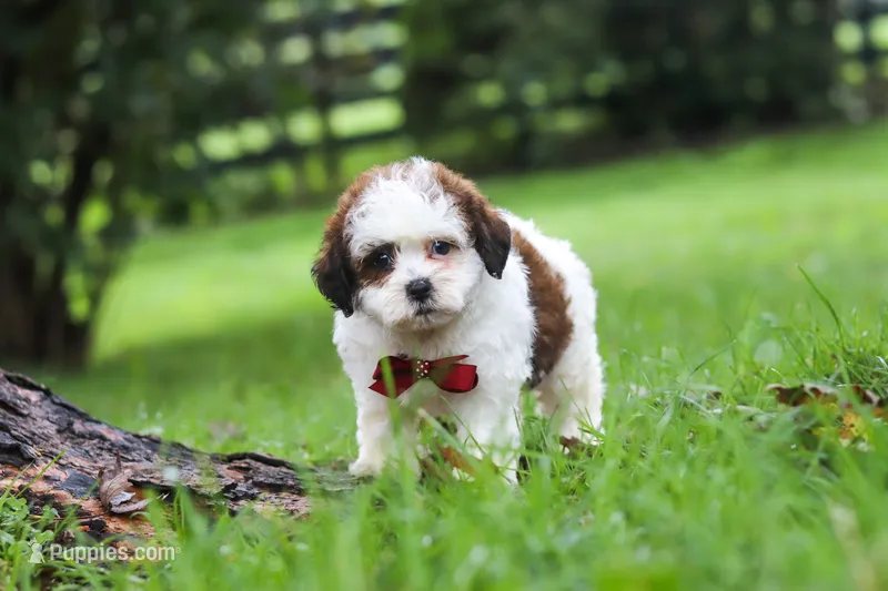 Charlie – Shihpoo puppy for sale in Baltic, OH