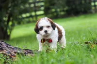 Charlie, a male Shihpoo for sale in Baltic, OH – 1 of 6