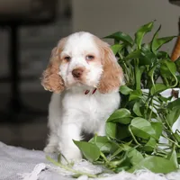 Asher, a male Cocker Spaniel for sale in Baltic, OH – Photo 2 of 9