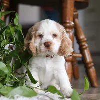 Asher, a male Cocker Spaniel for sale in Baltic, OH – Photo 6 of 9