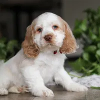 Asher, a male Cocker Spaniel for sale in Baltic, OH – Photo 7 of 9