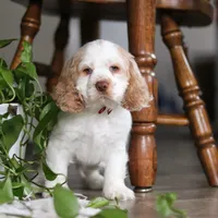 Asher, a male Cocker Spaniel for sale in Baltic, OH – Photo 3 of 9
