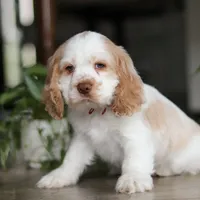 Asher, a male Cocker Spaniel for sale in Baltic, OH – Photo 8 of 9
