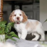 Asher, a male Cocker Spaniel for sale in Baltic, OH – Photo 1 of 9