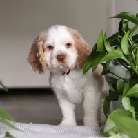 Asher, a male Cocker Spaniel for sale in Baltic, OH – Photo 5 of 9
