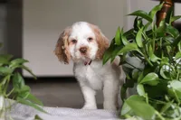 processed/c8feec1f-6606-4b89-b9ce-5a26c873fdbf/listing/40f6ae3f-2eb6-4622-b819-4688b1bd8de9/b41ae975-765a-40a5-ad95-5fe834948b1a