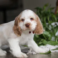Asher, a male Cocker Spaniel for sale in Baltic, OH – Photo 9 of 9
