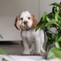 Asher, a male Cocker Spaniel for sale in Baltic, OH – Photo 4 of 9