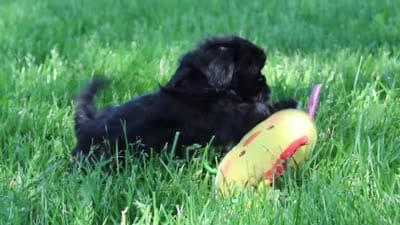 Layla, a female Shih Tzu for sale in Baltic, OH – 8 of 8