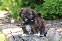Theo, a male Shih Tzu for sale in Baltic, OH – 5 of 10
