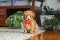 Blake, a male Poodle - Miniature  for sale in Baltic, OH – 8 of 9