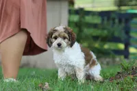 Adin, a male Cockapoo for sale in Baltic, OH – 5 of 9
