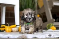 Dax, a male Havanese and Shih Tzu for sale in Baltic, OH – Photo 4 of 4