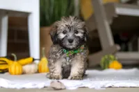 Dax, a male Havanese and Shih Tzu for sale in Baltic, OH – Photo 2 of 4