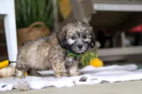 Dax, a male Havanese and Shih Tzu for sale in Baltic, OH – Photo 1 of 4