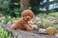 Jax, a male Poodle - Miniature  for sale in Baltic, OH – 3 of 8
