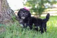 Brie, a female Shih Tzu for sale in Baltic, OH – 7 of 10