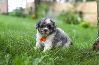 Biscuit, a male Shihpoo for sale in Baltic, OH – 5 of 7