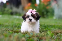 Summer, a female Shih Tzu for sale in Baltic, OH – 3 of 8