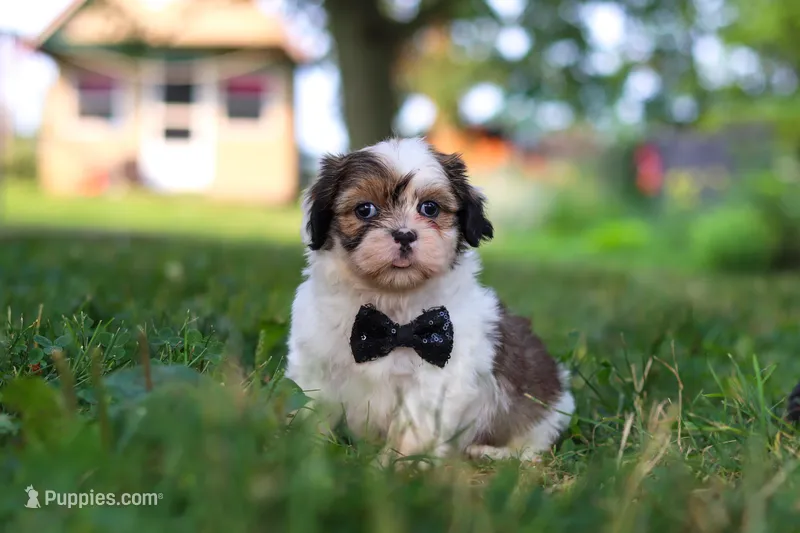 Tucker – Shih Tzu puppy for sale in Baltic, OH