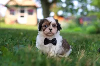 Tucker, a male Shih Tzu for sale in Baltic, OH – 1 of 6
