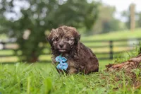 Winston, a male Havanese for sale in Baltic, OH – 8 of 10