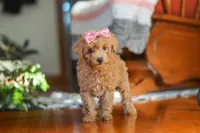 Chloe , a female Poodle - Miniature  for sale in Baltic, OH – 4 of 8