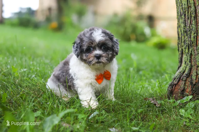 Biscuit – Shihpoo puppy for sale in Baltic, OH
