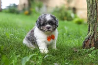 Biscuit, a male Shihpoo for sale in Baltic, OH – 1 of 7
