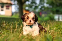 Malibu, a male Shih Tzu for sale in Baltic, OH – 1 of 6