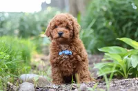 Apollo, a male Poodle - Miniature  for sale in Baltic, OH – 3 of 10