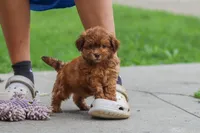 Waffles, a male Shihpoo for sale in Baltic, OH – 3 of 6