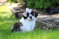 Arianna, a female Shih Tzu for sale in Baltic, OH – 4 of 7