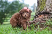 Winnie, a female Havanese for sale in Baltic, OH – 4 of 6