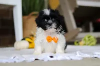 Waldo, a male Shih Tzu for sale in Baltic, OH – Photo 5 of 5