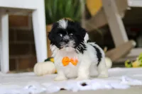 Waldo, a male Shih Tzu for sale in Baltic, OH – Photo 1 of 5