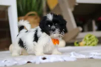 Waldo, a male Shih Tzu for sale in Baltic, OH – Photo 2 of 5