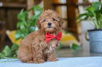 Asher, a male Poodle - Miniature  for sale in Baltic, OH – Photo 7 of 7