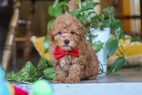 Asher, a male Poodle - Miniature  for sale in Baltic, OH – Photo 2 of 7