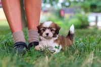 Coco, a female Shih Tzu for sale in Baltic, OH – 7 of 9