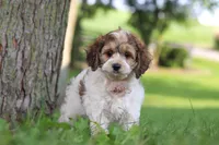 Angela, a female Cockapoo for sale in Baltic, OH – 3 of 7