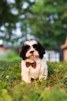 Maverick, a male Shih Tzu for sale in Baltic, OH – 6 of 7