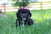 Brie, a female Shih Tzu for sale in Baltic, OH – 5 of 10