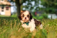 Malibu, a male Shih Tzu for sale in Baltic, OH – 4 of 6
