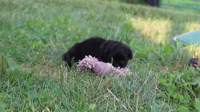 Finn, a male Shih Tzu for sale in Baltic, OH – 9 of 9