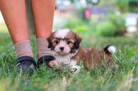 Coco, a female Shih Tzu for sale in Baltic, OH – 3 of 9