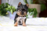 Bruno, a male Yorkshire Terrier for sale in Baltic, OH – Photo 4 of 5