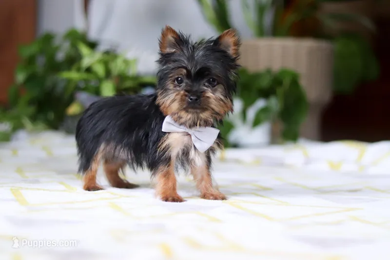 Bruno – Yorkshire Terrier puppy for sale in Baltic, OH